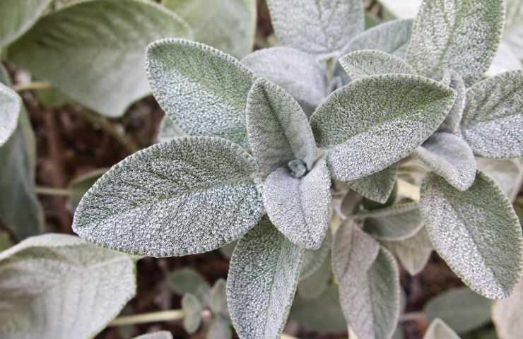 salvia crescita