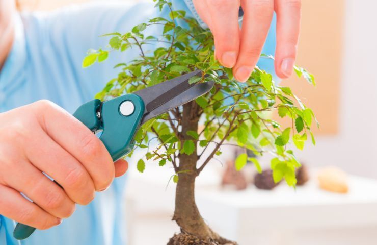 bonsai potatura