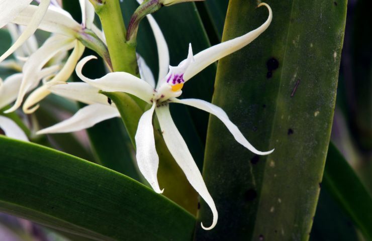 epidendrum bianca