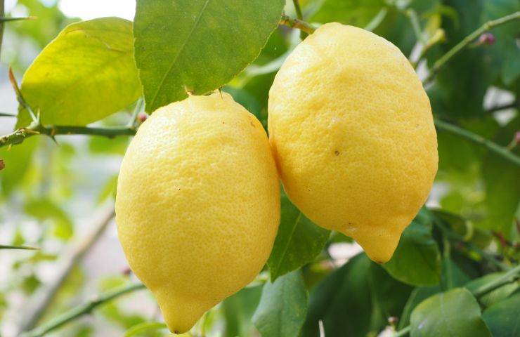 limoni benefici