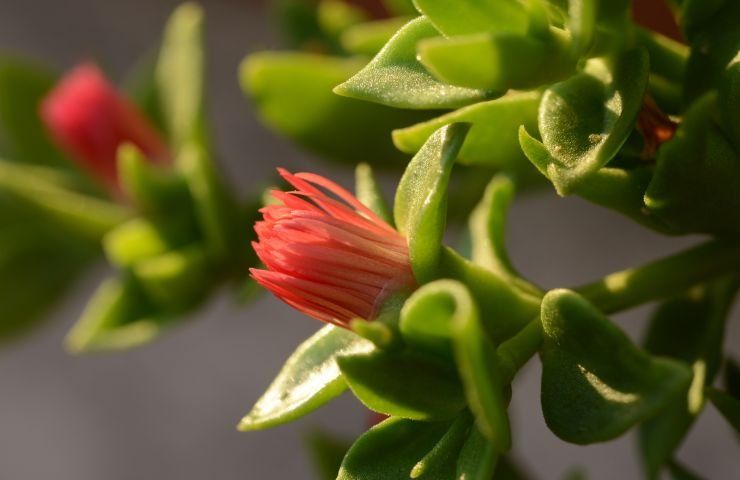 pianta grassa con fiori simili a margherite