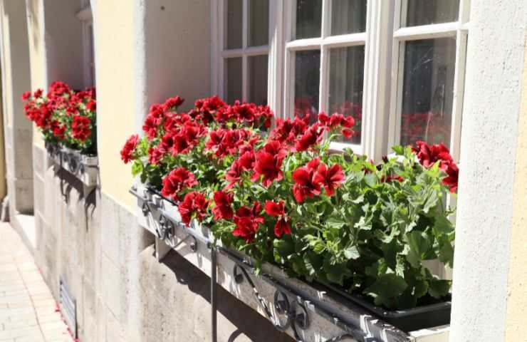 fiori da mettere nel balcone