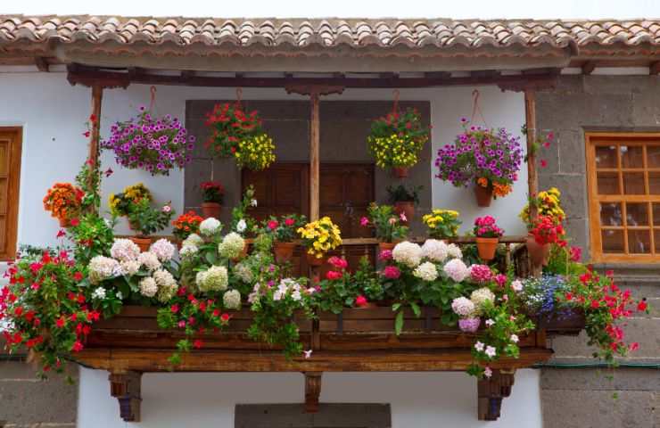 fiori da balcone