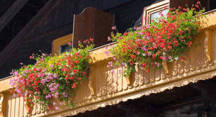 Balcone fiorito cosa piantare Aprile