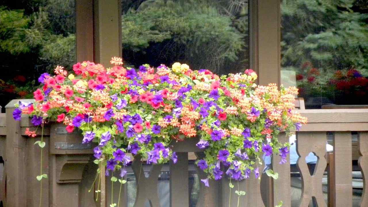 migliori piante balcone