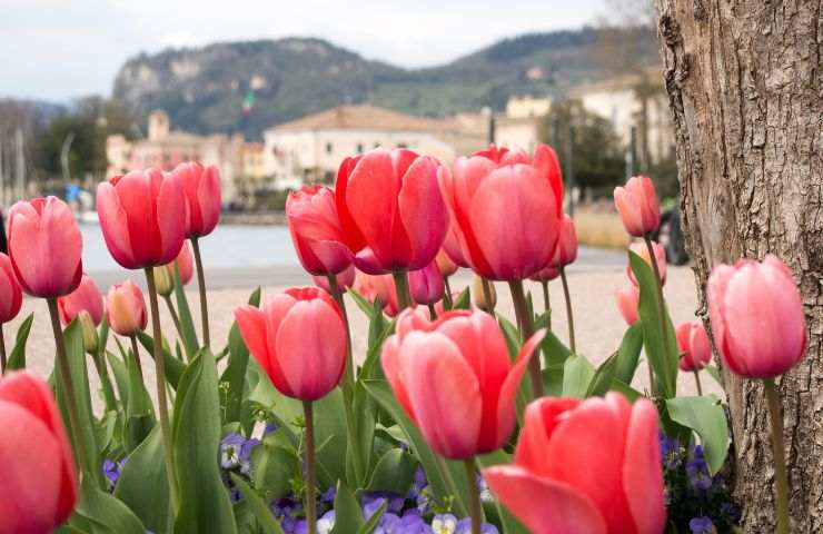 Tulipanomania Bardolino lago Garda