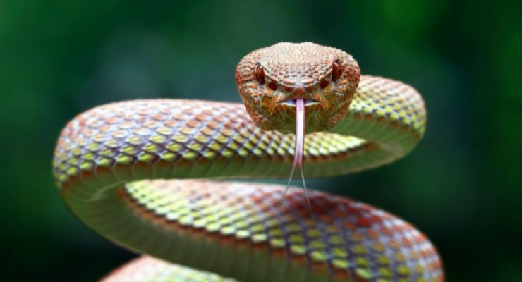 Tenere bisce alla larga giardino