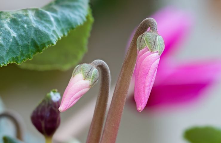 Boccioli ciclamino