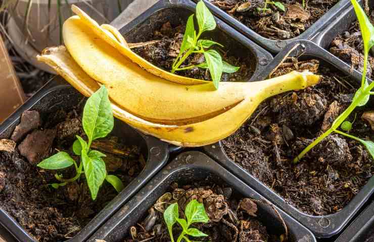 bucce banana fertilizzante organico