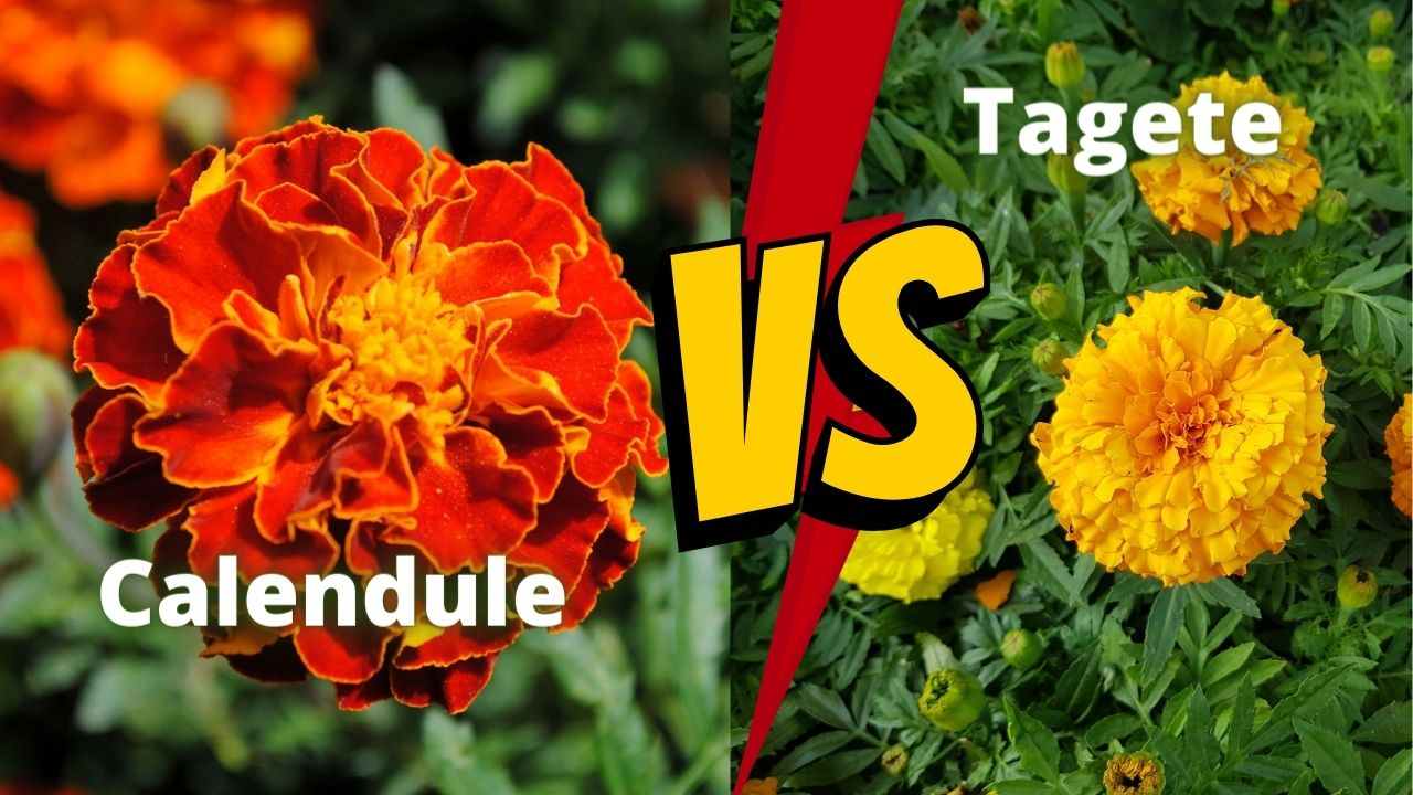 tagete calendule