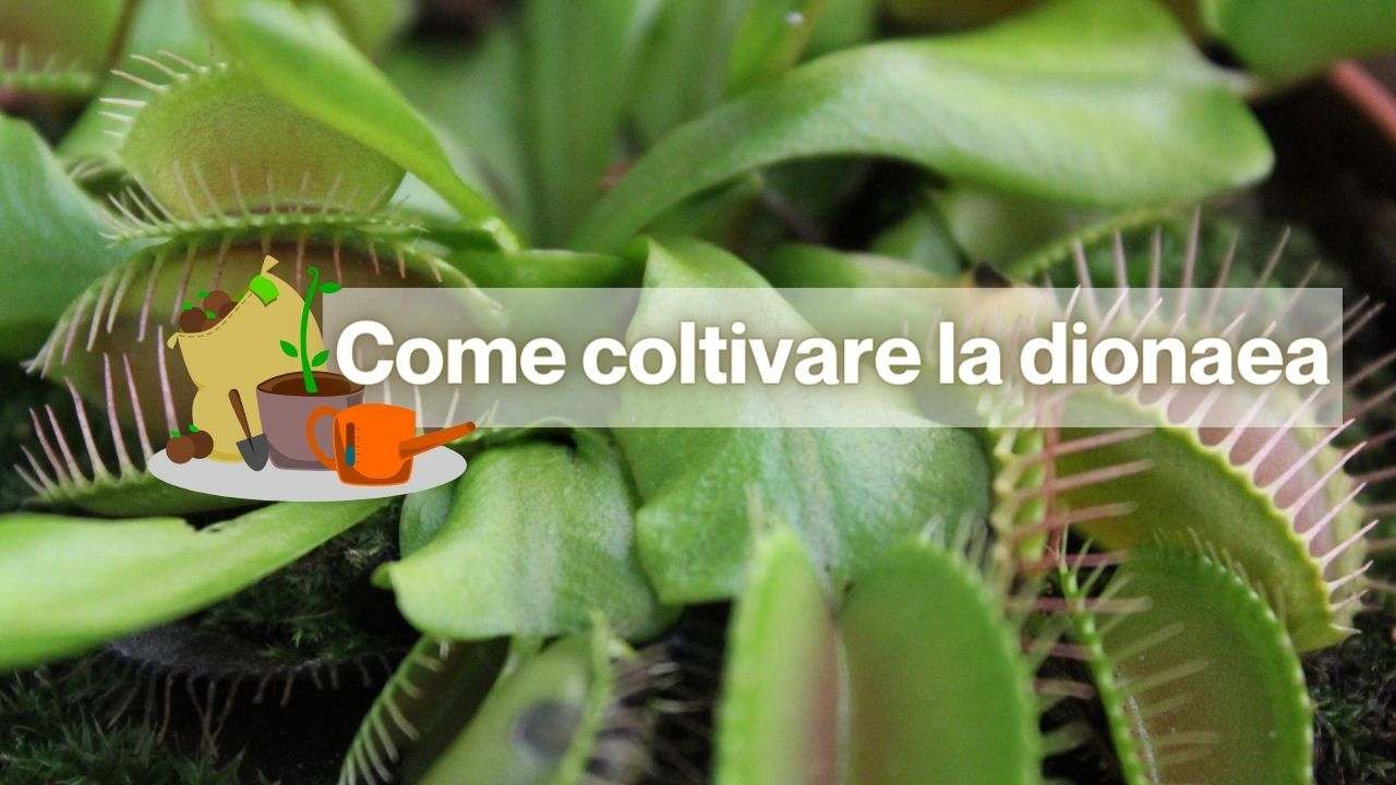 coltivare piante carnivore