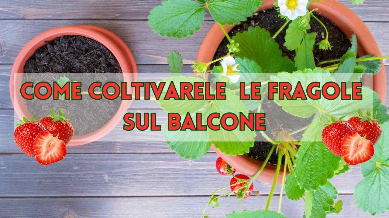 coltivare fragole balcone