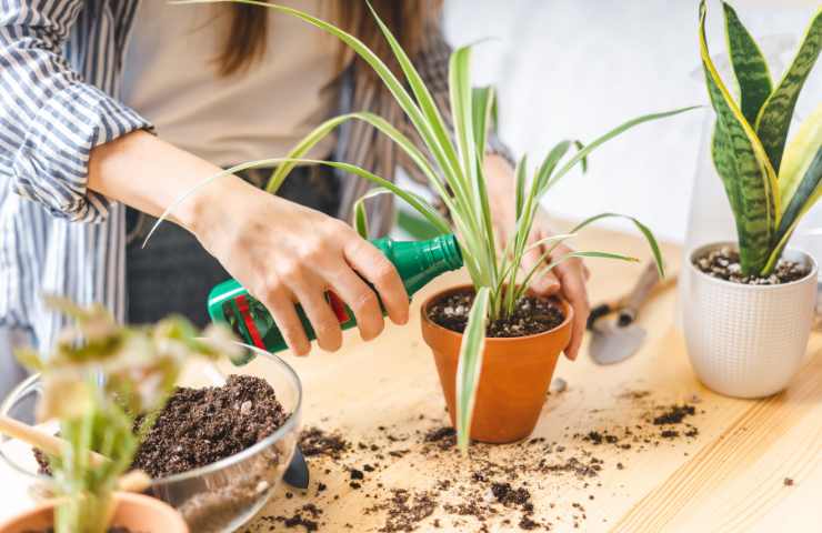 Concimante applicato a delle piante in vaso