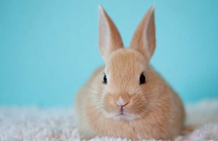 Realizzare conigli di Pasqua