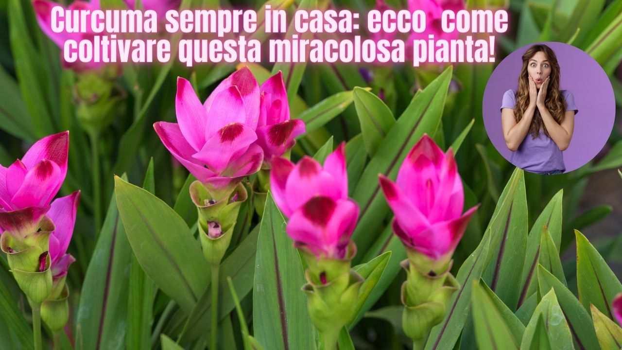 curcuma pianta giardinaggio