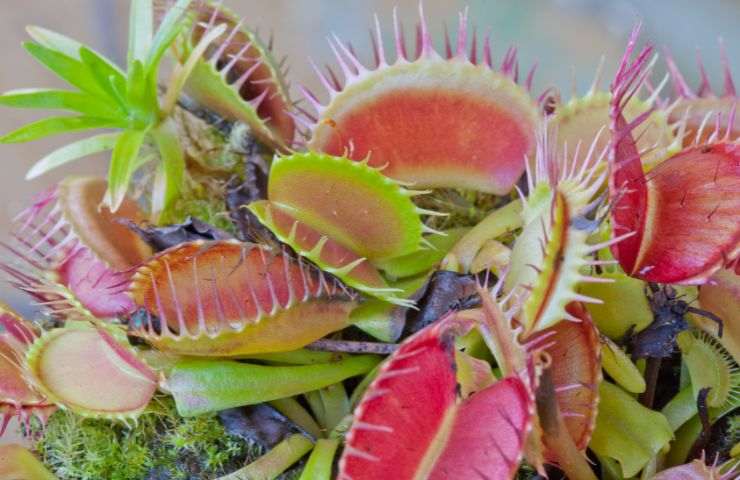 Come coltivare la dionaea 