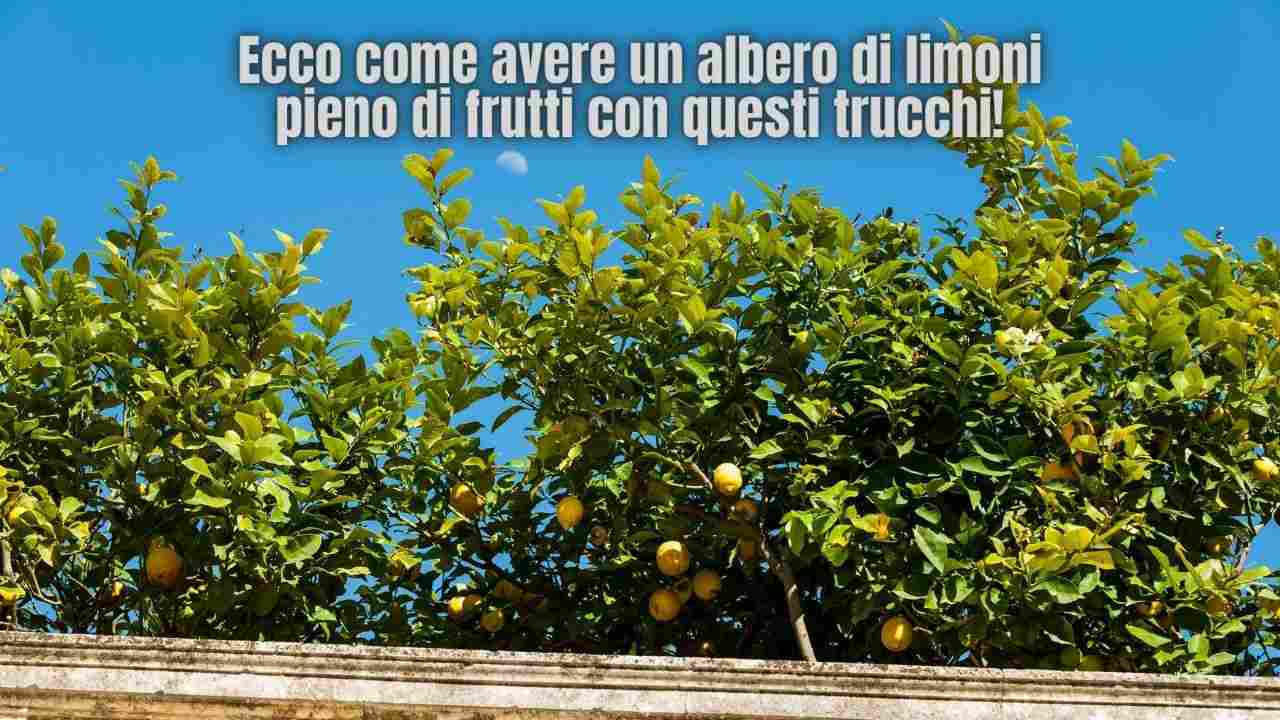 albero di limoni coltivare