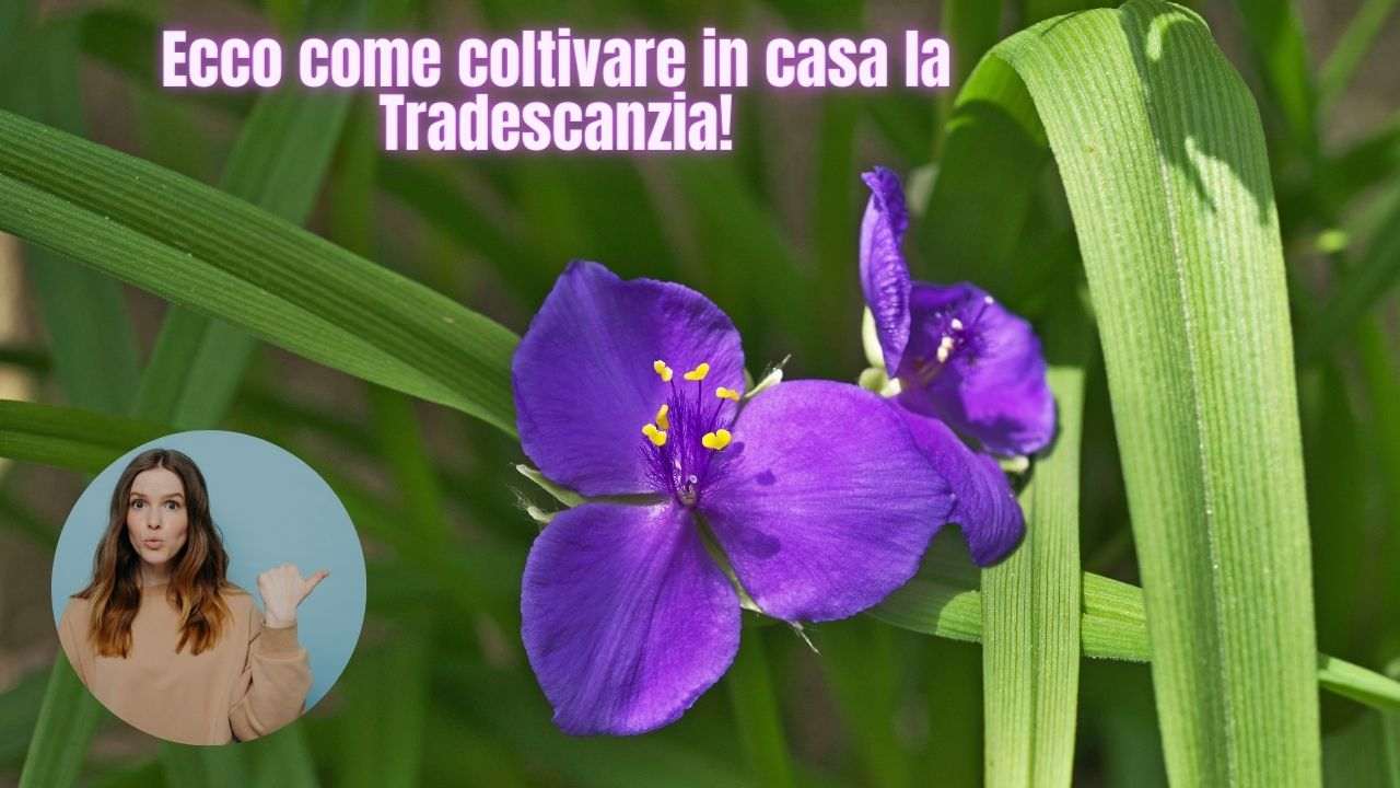 tradescanzia pianta da casa