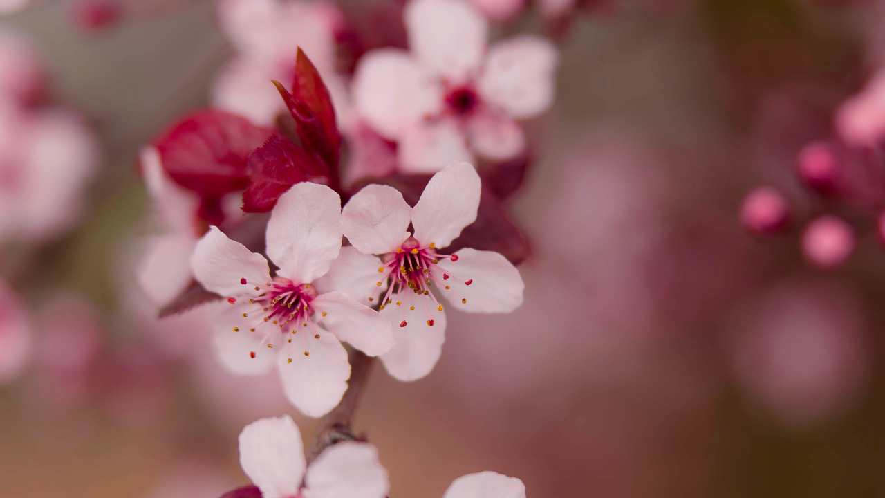 Fiori in primavera