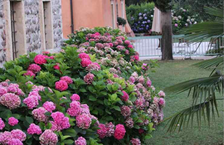 Fiori Sanremo