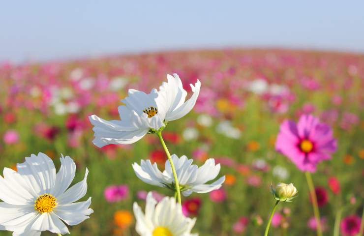 Fiori da piantare