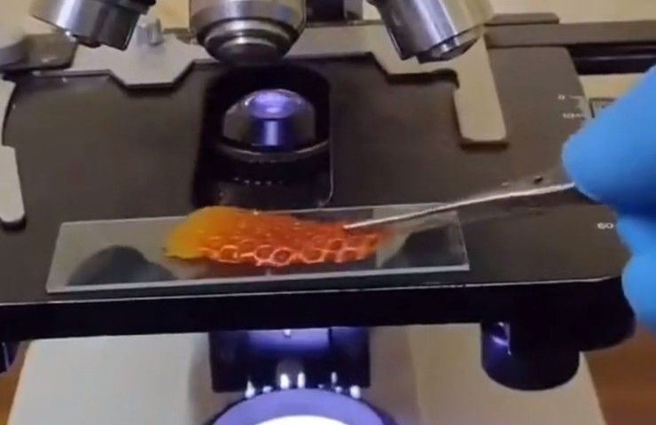 parassiti fragole microscopio