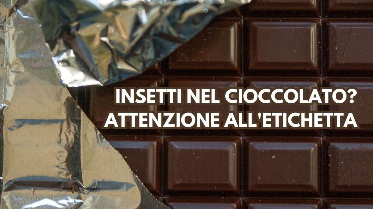 cioccolato insetti