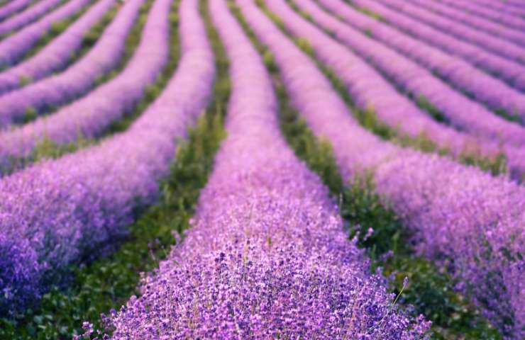 Coltivare lavanda