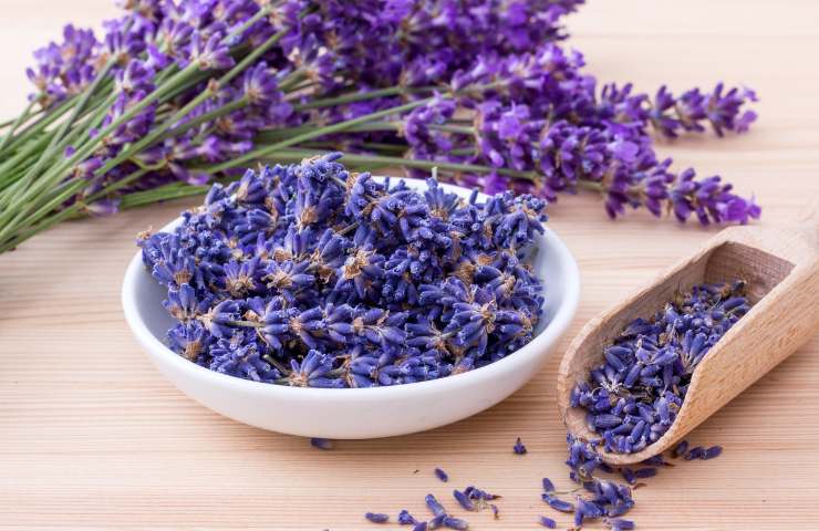 Coltivazione lavanda