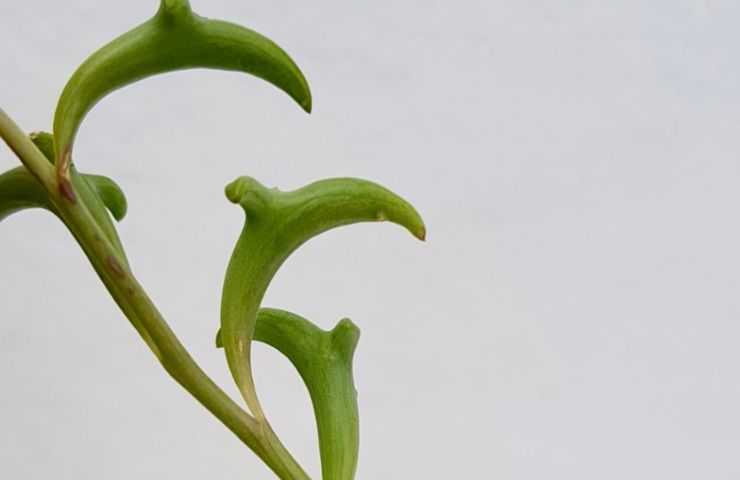 coltivazione Senecio peregrinus