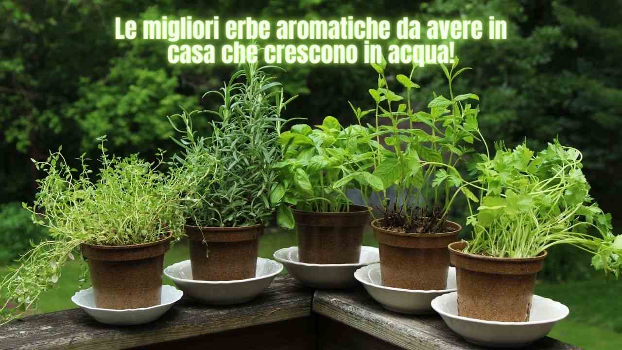 piante aromatiche curiosità