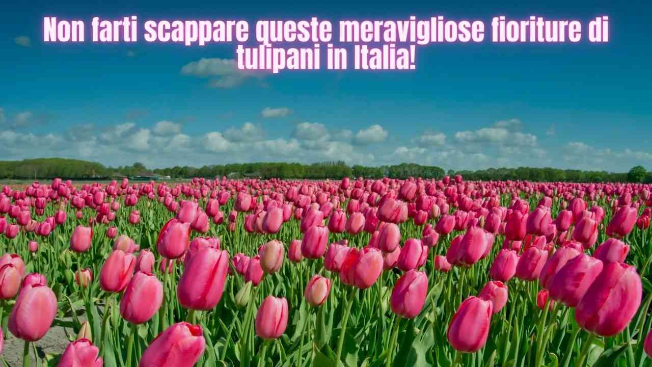 tulipani curiosità