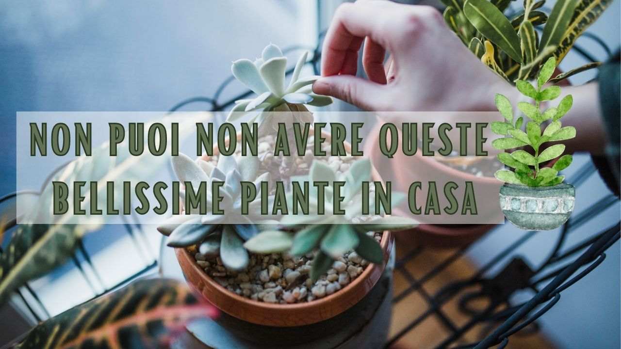 piante facili curare