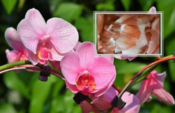 soluzione rinvigorente orchidea cipolla