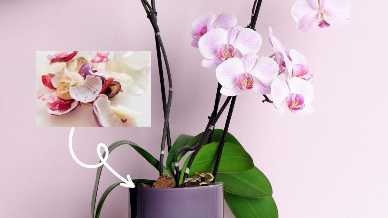 buccia cipolle orchidee