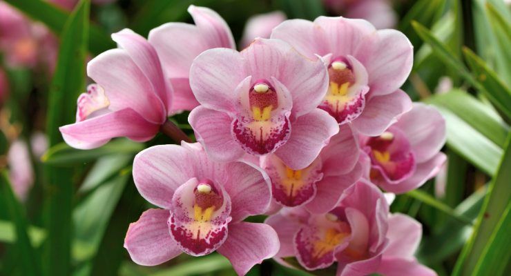 Orchidea terriccio spezia