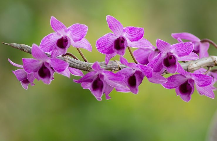 rimedio naturale bucce cipolle rinvigorire orchidee