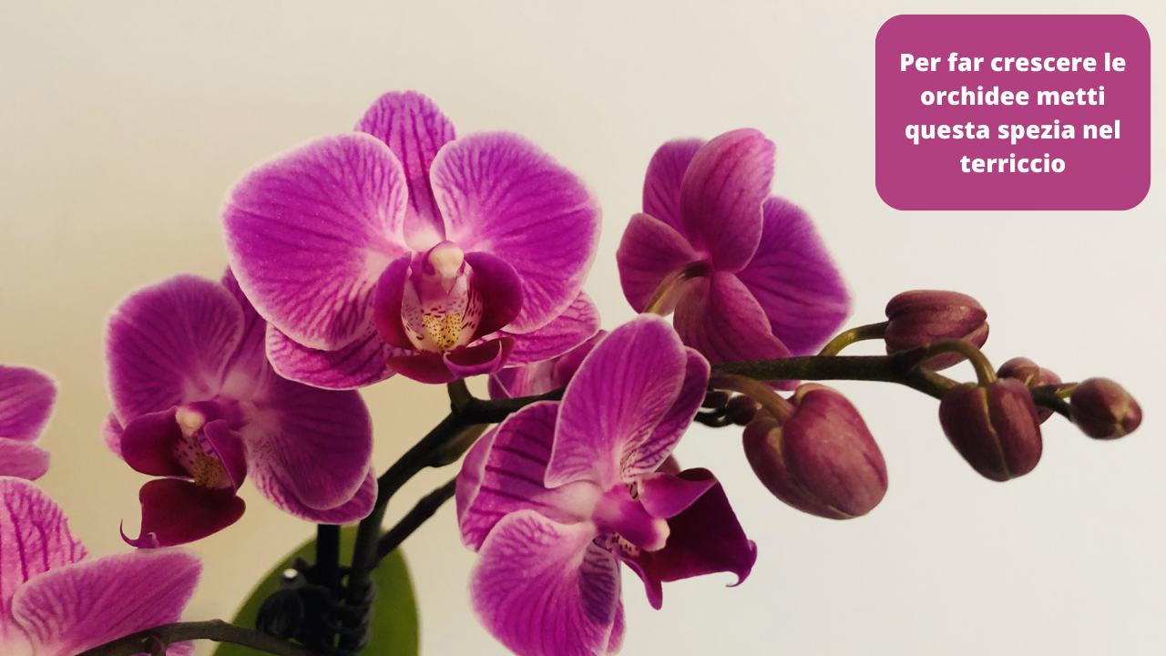 Spezia terriccio orchidee crescere
