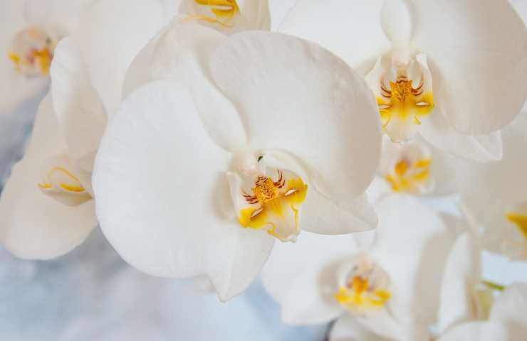 Fioritura orchidee