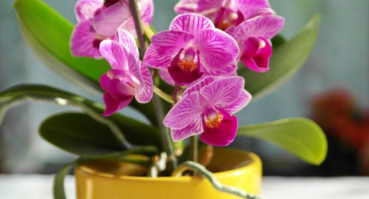 Terriccio orchidea spezia