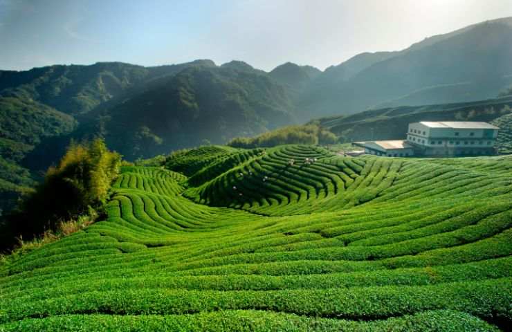 Tea Garden mondo