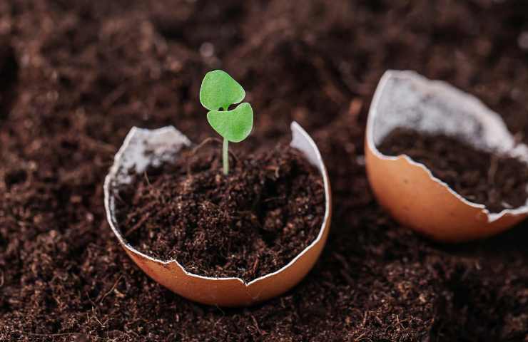 Piantina che germoglia in un guscio di uovo