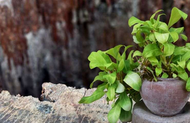 pericoli pothos primavera