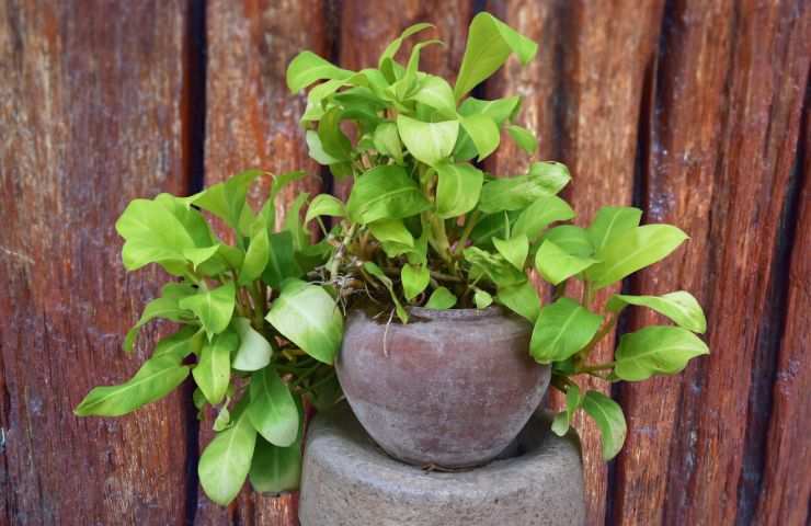 pothos cura