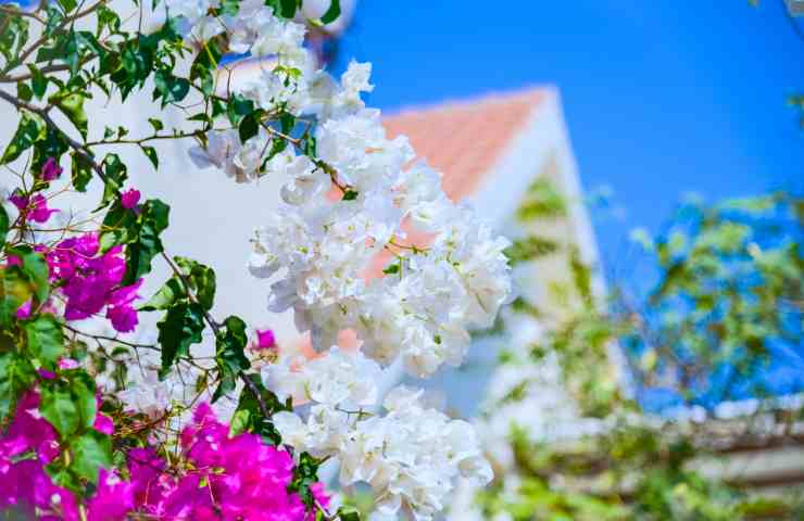 Primo piano fiori