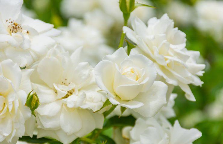 rosa bianca giardinaggio