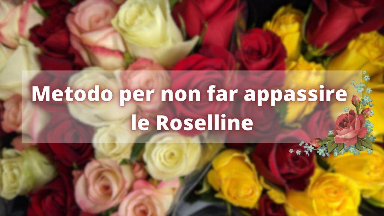 non far appassire roselline