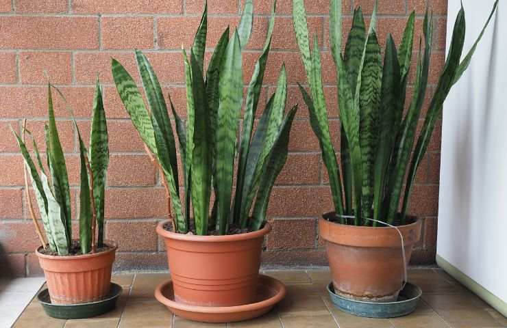 come favorire crescita sansevieria