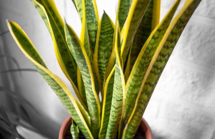 Sansevieria nuovi steli