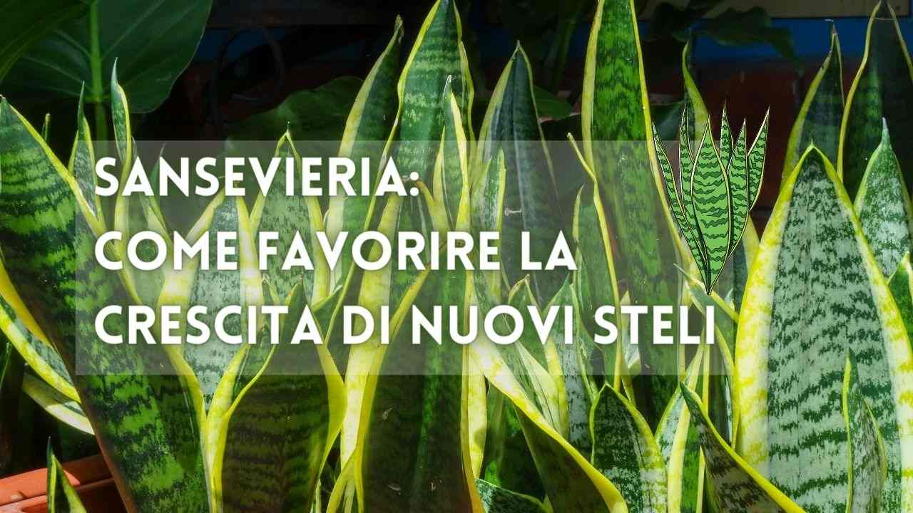 nuovi steli sansevieria